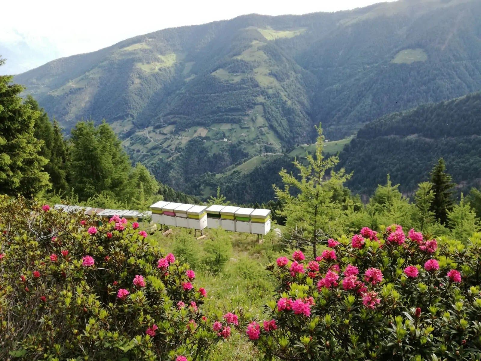 Apicoltura Cerri