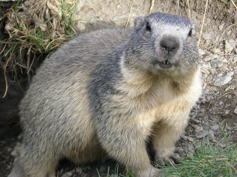 Marmotta alpina