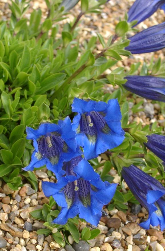 Genziana di Koch